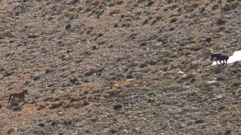 Stock Footage Two Wild Horses In The Valley Live Wallpaper animated wallpaper preview