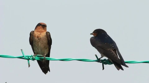 Stock Footage Two Birds Resting On Metal Wire Live Wallpaper animated wallpaper preview