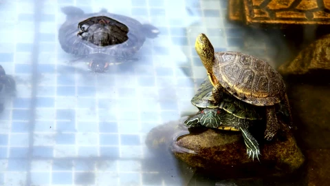Stock Footage Turtles Resting In A Small Pool Live Wallpaper animated wallpaper preview