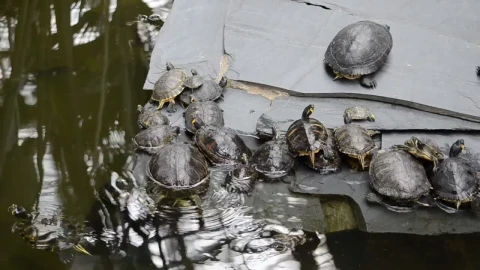 Stock Footage Turtles In A Zoo Pond Live Wallpaper animated wallpaper preview