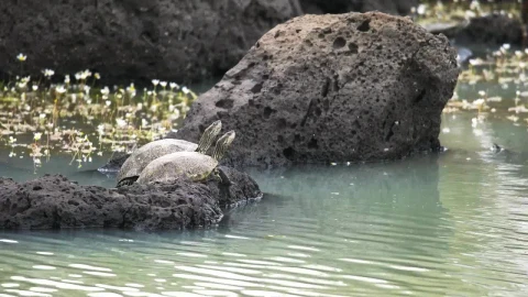 Stock Footage Turtles Dive Into The Pond Live Wallpaper animated wallpaper preview