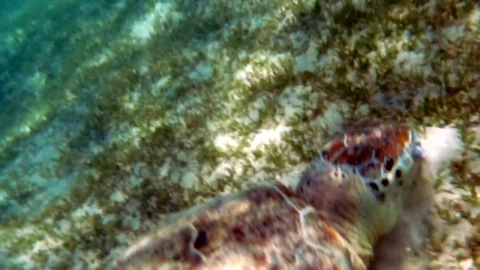 Stock Footage Turtle Feeding In The Wild Live Wallpaper animated wallpaper preview