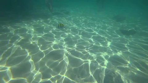 Stock Footage Tropical Fish In The Water Live Wallpaper animated wallpaper preview