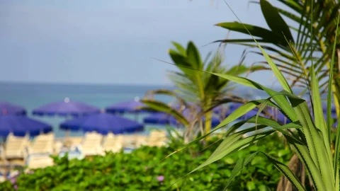 Stock Footage Tropical Beach With Umbrellas And Vegetation Live Wallpaper animated wallpaper preview