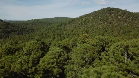 Stock Footage Treetops On A Hill Live Wallpaper animated wallpaper preview