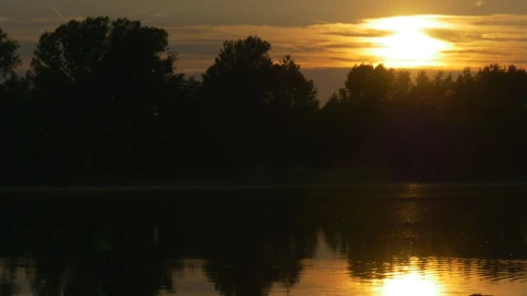 Stock Footage Trees Silhouettes And The Yellow Sunset Live Wallpaper animated wallpaper preview