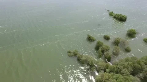 Stock Footage Trees In A Flood Live Wallpaper animated wallpaper preview