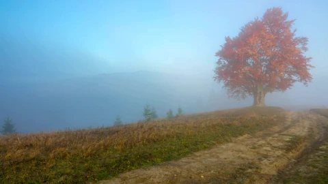 Stock Footage Tree With Yellow Leaves In The Top Of The Hill Live Wallpaper animated wallpaper preview