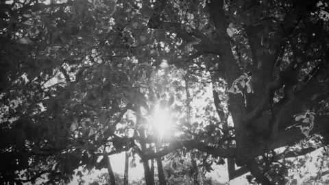 Stock Footage Tree With Its Branches And Leaves Live Wallpaper animated wallpaper preview