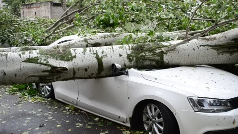 Stock Footage Tree Fallen On A Car On The Street Live Wallpaper animated wallpaper preview