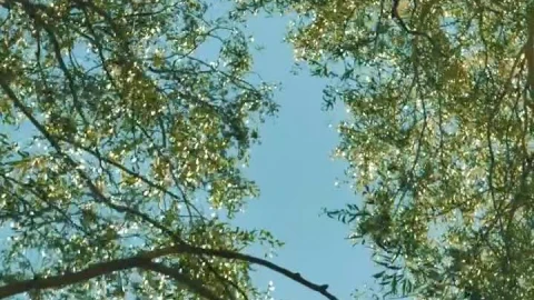 Stock Footage Tree Branches In The Breeze Live Wallpaper animated wallpaper preview
