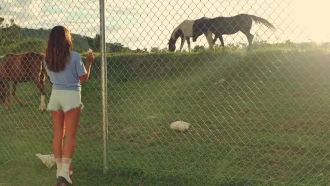 Stock Footage Young Woman Appreciating Horses During A Ride With Roller Skates Live Wallpaper Free animated wallpaper preview