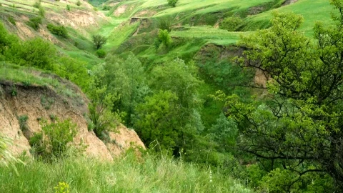 Stock Footage Young Woman Walking In The Wilderness Live Wallpaper Free animated wallpaper preview