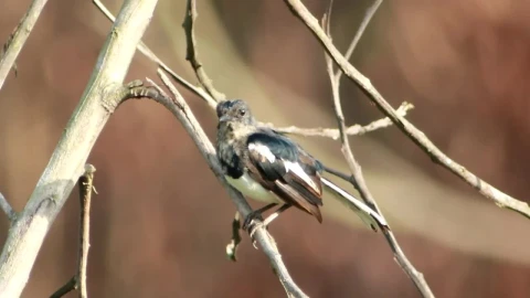 Stock Footage Young Magpie Alone On A Tree Live Wallpaper Free - Wallpaper Wallpaper