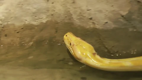 Stock Footage Yellow Python Snake In The Zoo Live Wallpaper Free - Wallpaper Wallpaper