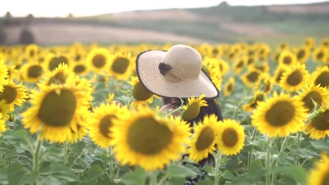 Stock Footage Woman With A Hat Walks In A Sunflower Field Live Wallpaper Free - Wallpaper Wallpaper