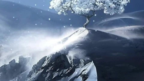 iPhone and Android Lonely Winter Tree Live Phone Wallpaper - Live desktop wallpaper Wallpaper