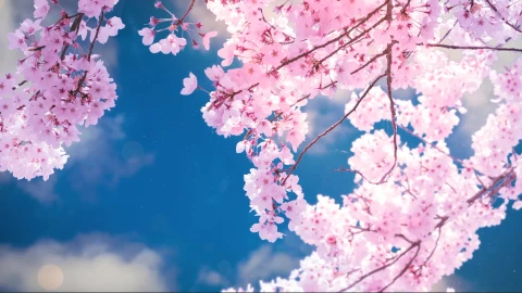 Live Sakura Wallpaper animated wallpaper preview
