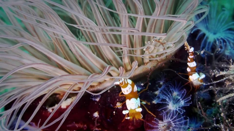 Sea Creatures 003 Lively Wallpaper – Free Live Wallpaper