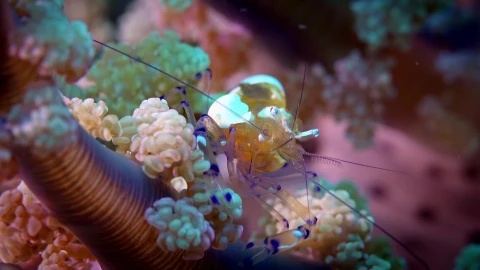 Sea Creatures 002 Lively Wallpaper – Free Live Wallpaper