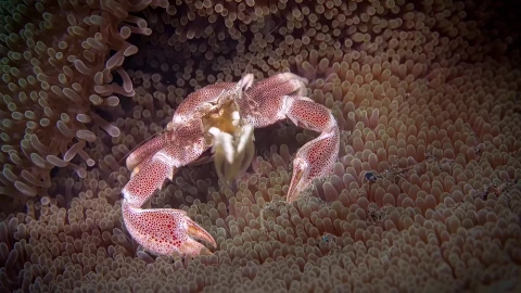 Sea Creatures 004 Lively Wallpaper – Free Live Wallpaper