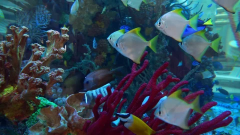 Sea Creatures 006 Lively Wallpaper – Free Live Wallpaper