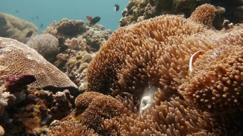 Sea Creatures 007 Lively Wallpaper – Free Live Wallpaper