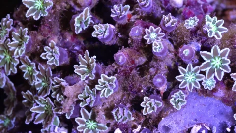 Sea Creatures 008 Lively Wallpaper – Free Live Wallpaper