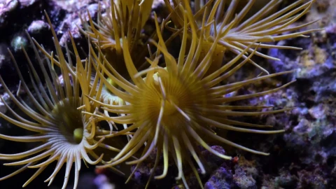 Sea Creatures 0010 Lively Wallpaper – Free Live Wallpaper