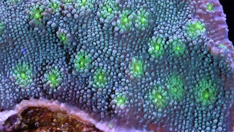 Sea Creatures 009 Lively Wallpaper – Free Live Wallpaper