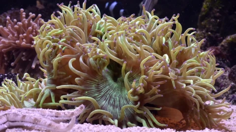Sea Creatures 0011 Lively Wallpaper – Free Live Wallpaper