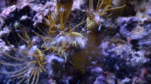 Sea Creatures 0012 Lively Wallpaper – Free Live Wallpaper