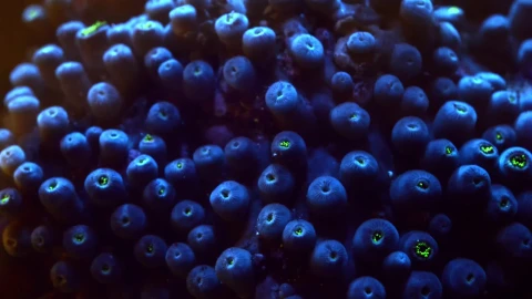 Sea Creatures 013 Lively Wallpaper – Free Live Wallpaper