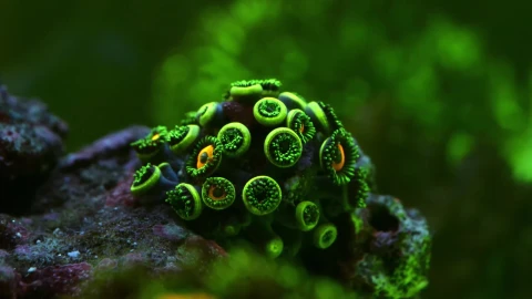 Sea Creatures 014 Lively Wallpaper – Free Live Wallpaper