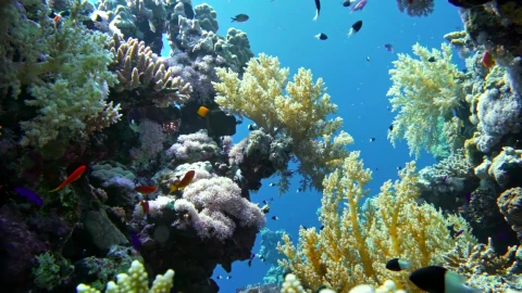 Sea Creatures 017 Lively Wallpaper – Free Live Wallpaper