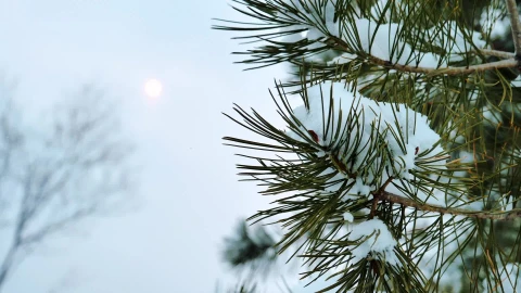 Snow 015 Lively Wallpaper – Free Live Wallpaper