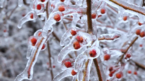 Snow 026 Lively Wallpaper animated wallpaper preview