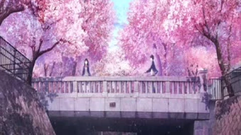 The Day I Met Her At The Sakura Bridge Live Wallpaper PC animated wallpaper preview