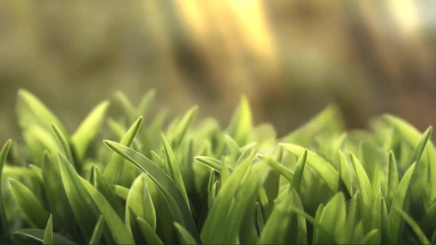 Green Grass Live Wallpaper - 無料ライブ壁紙
