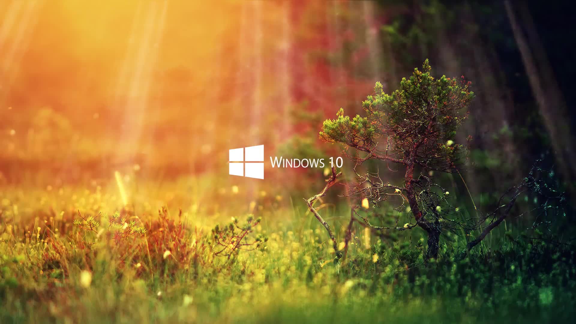 Download Windows 10 Nature Live Wallpaper