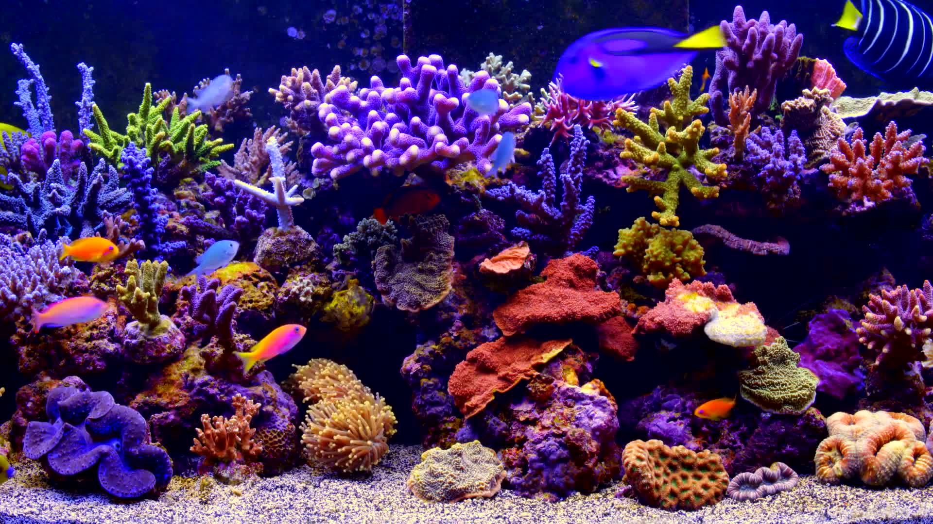 Download Aquarium Live Wallpaper