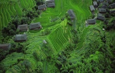 China Tea Fields Live Wallpaper
