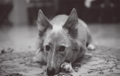 Fluffy Ears Dog HD Live Wallpaper