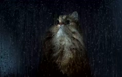 Rainy Window Cat Live Wallpaper