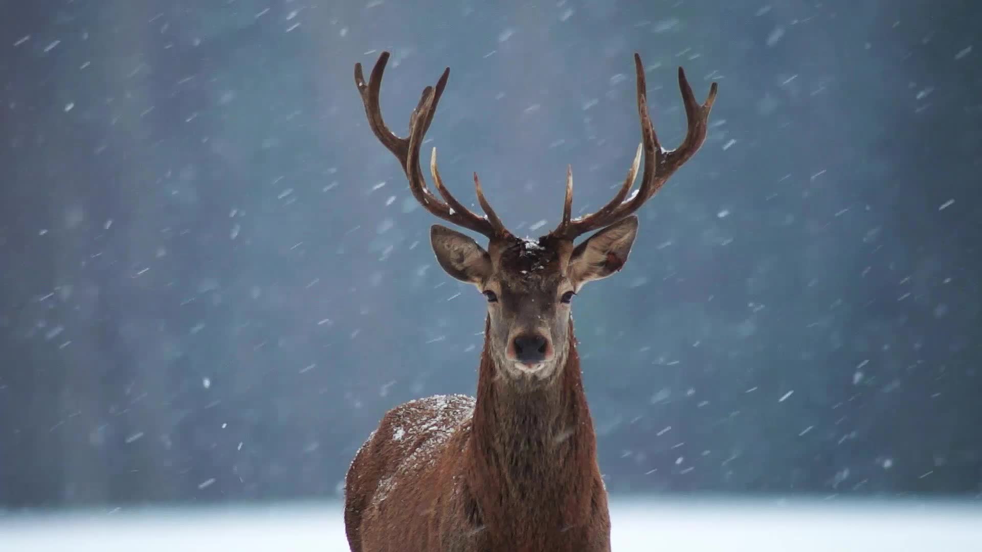 Download Winter Deer Video Live HD Wallpaper