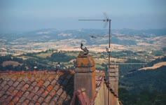 Pidgeons Overlooking Tuscany Live Wallpaper HD