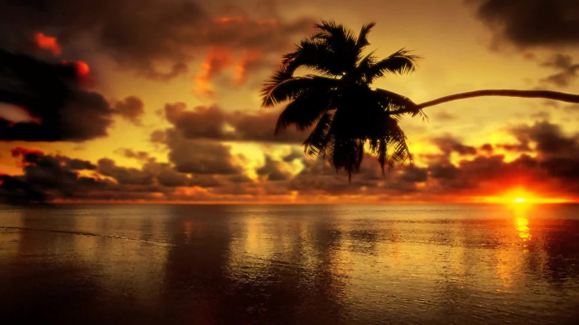Download Sunset Palm Live Wallpaper