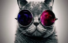 Cat Space Glasses Live Wallpaper