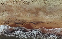 Birds on the Beach Live Wallpaper