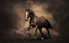 Horse  Grey  Dust  Live  Wallpaper
